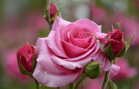 beautiful pink roses pictures|pink rose vive image.